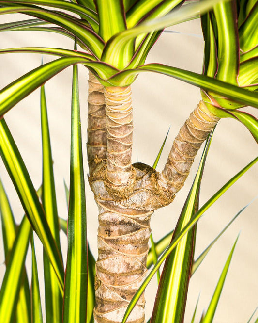 Dracaena Marginata Sunray Closeup Stamm