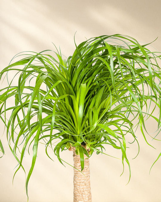 Elefantenfuss Closeup Blätter