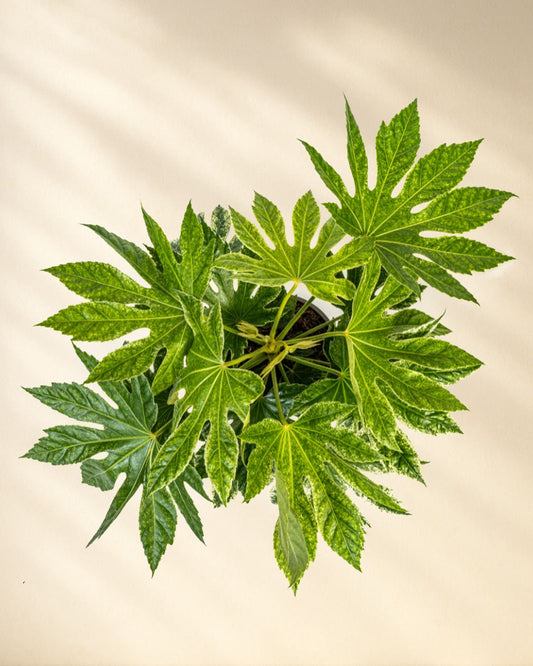 Fatsia Japonica Spiders Web Closeup von oben