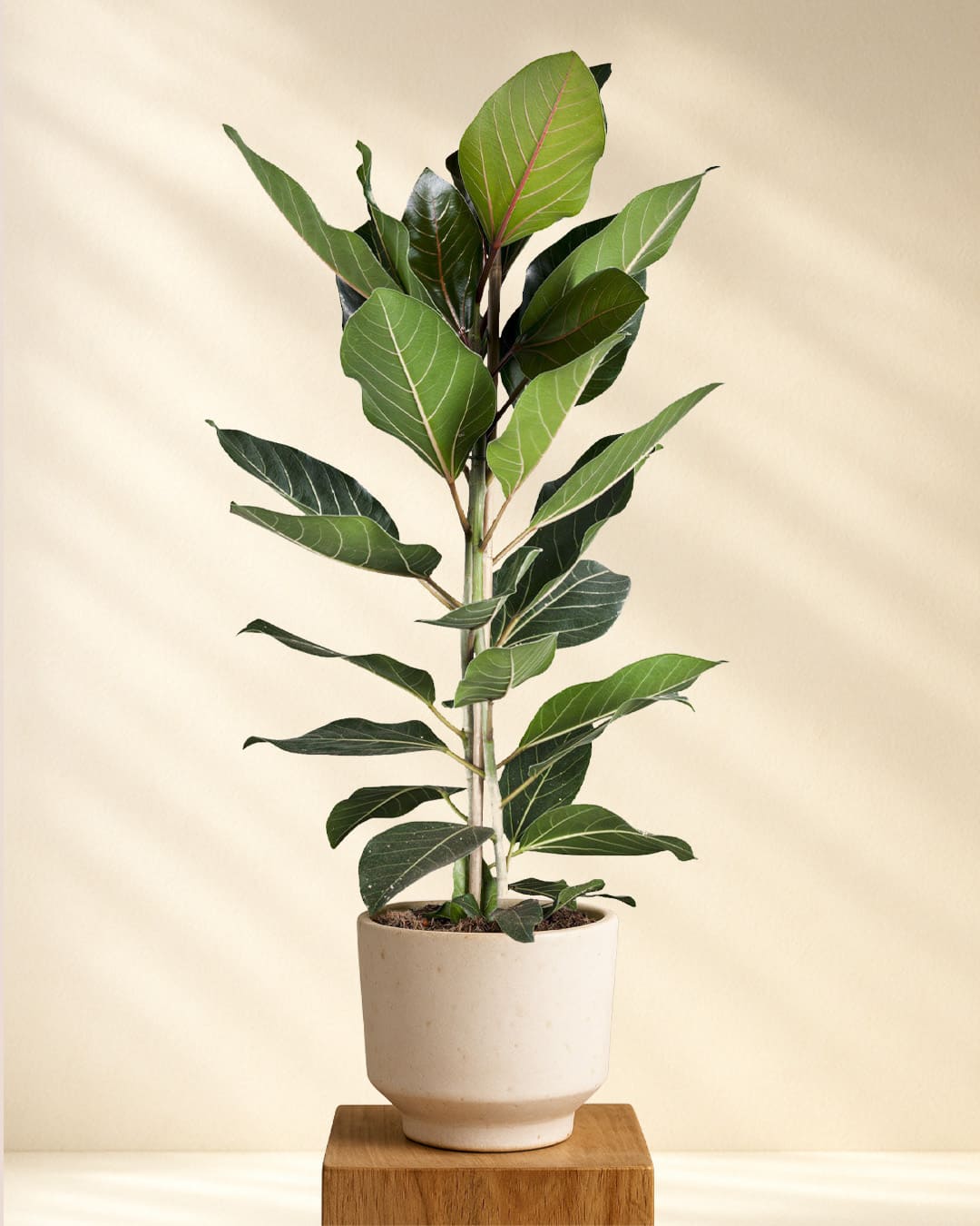 Ficus Benghalensis Joy online kaufen – MyZimmerpflanze.de