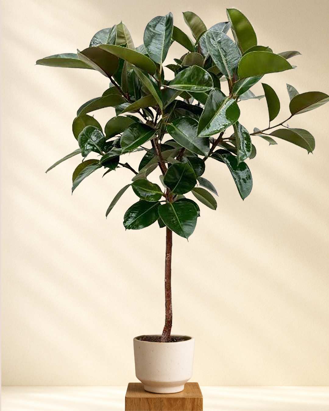 Ficus Elastica Robusta am Stamm 130cm – MyZimmerpflanze.de
