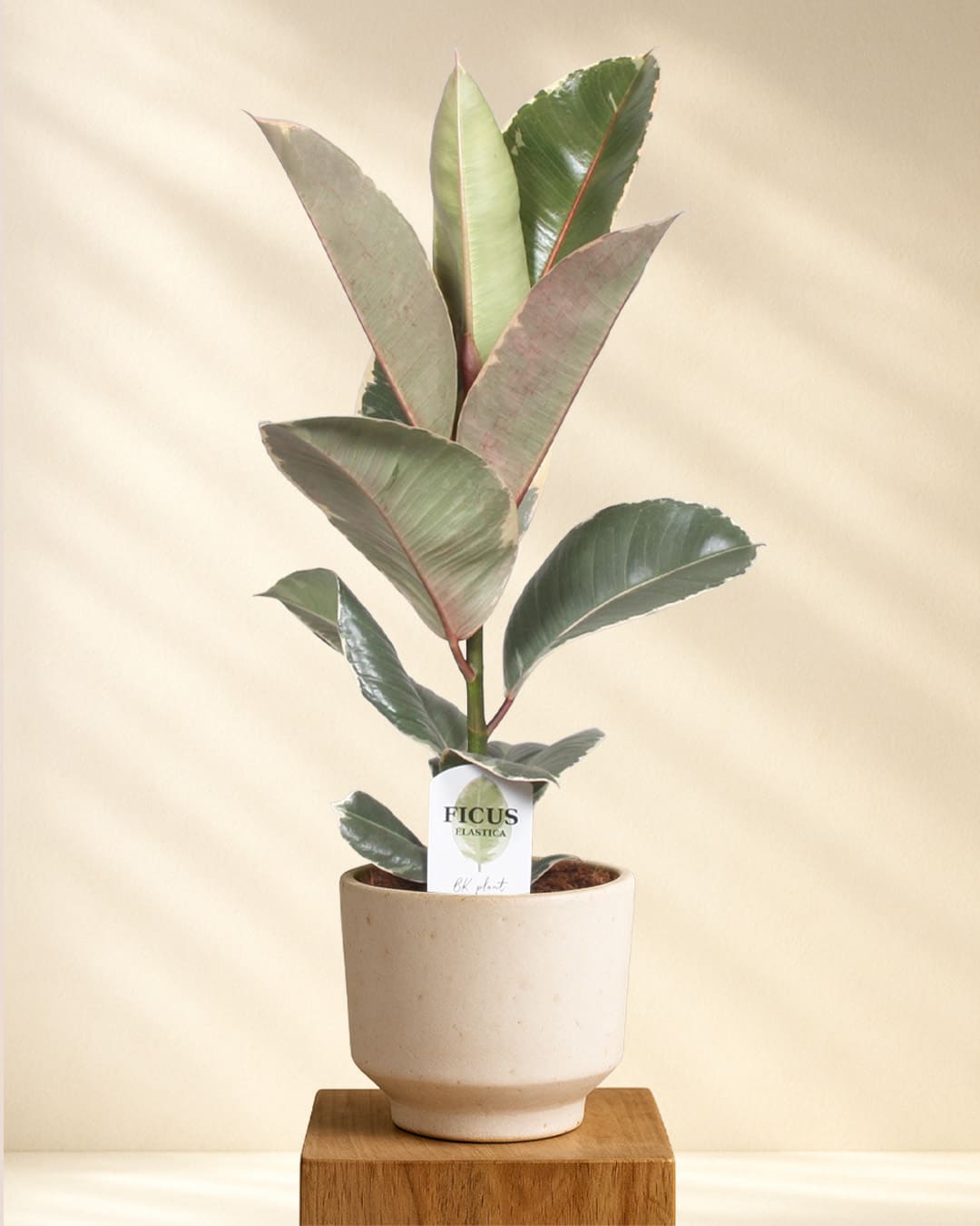 Ficus Elastica Tineke