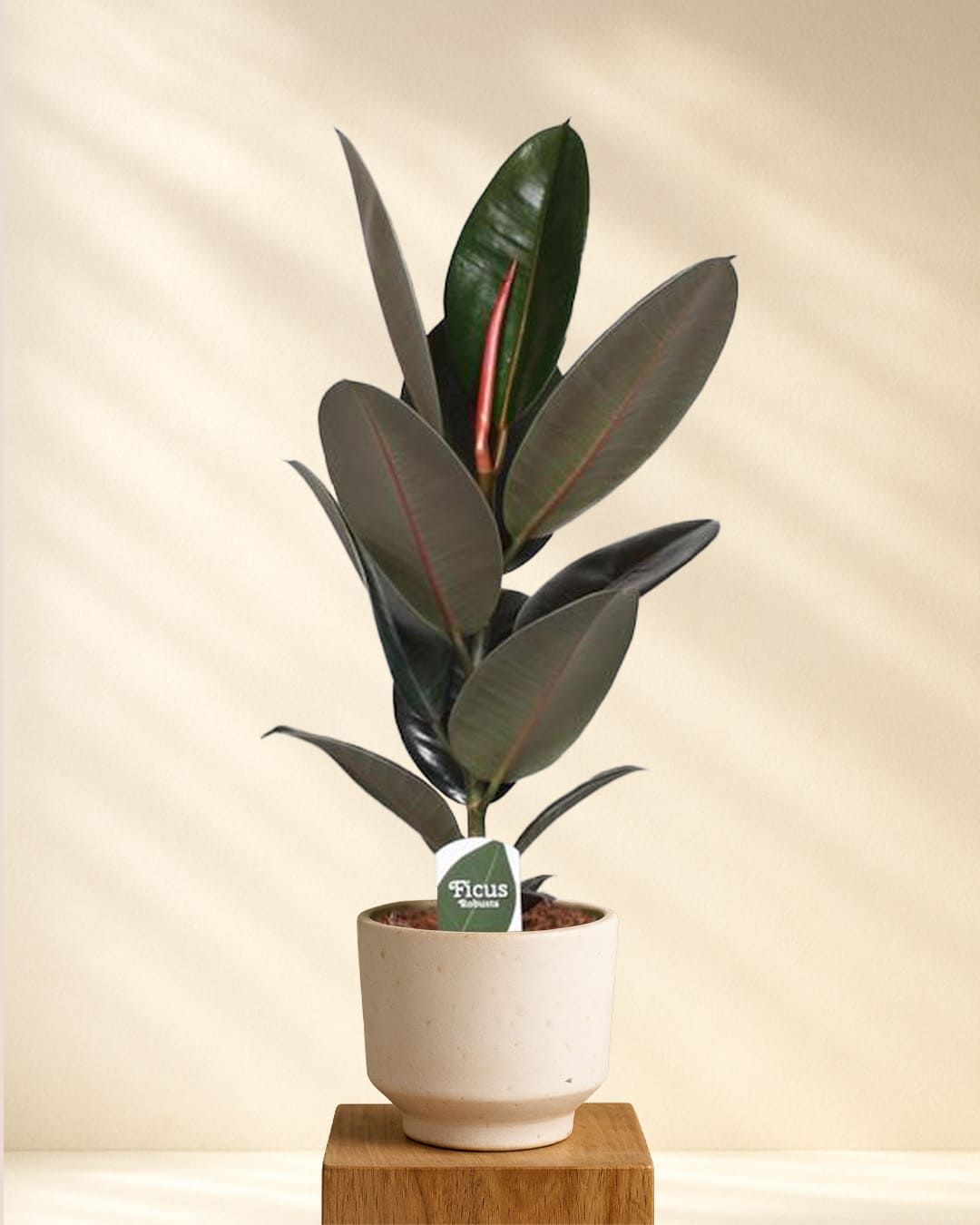 Ficus Elastica Abidjan