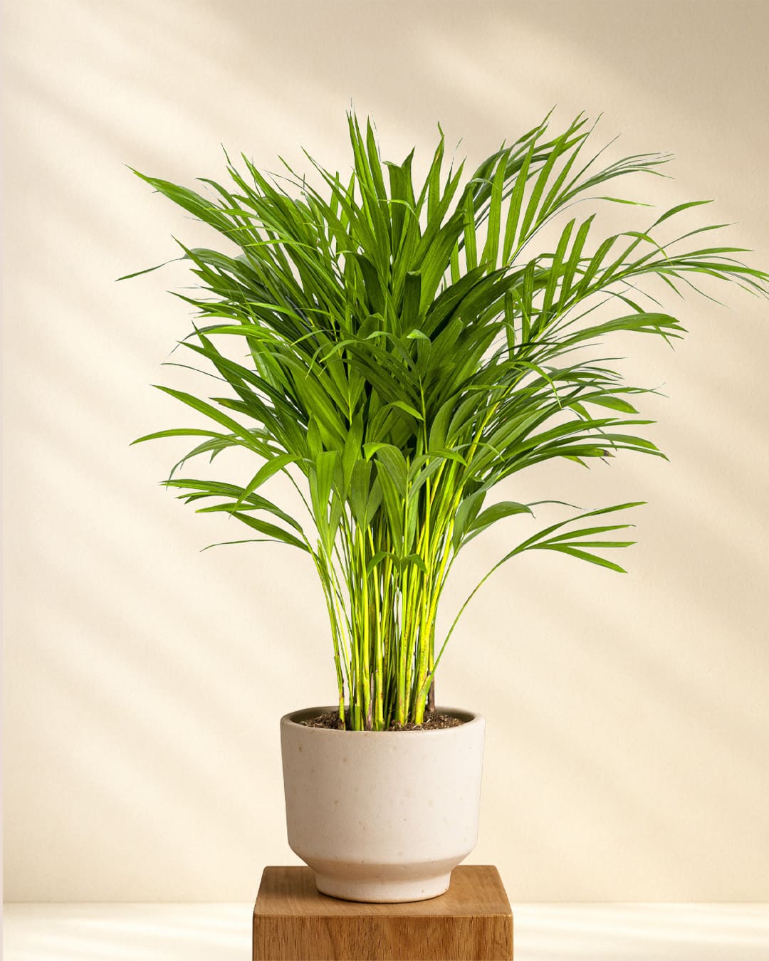 areca palme braune spitzen Goldfruchtpalme kaufen – Direkt vom Züchter – MyZimmerpflanze.de