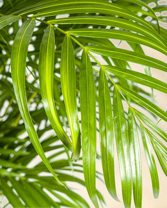 Goldfruchtpalme Closeup Blätter