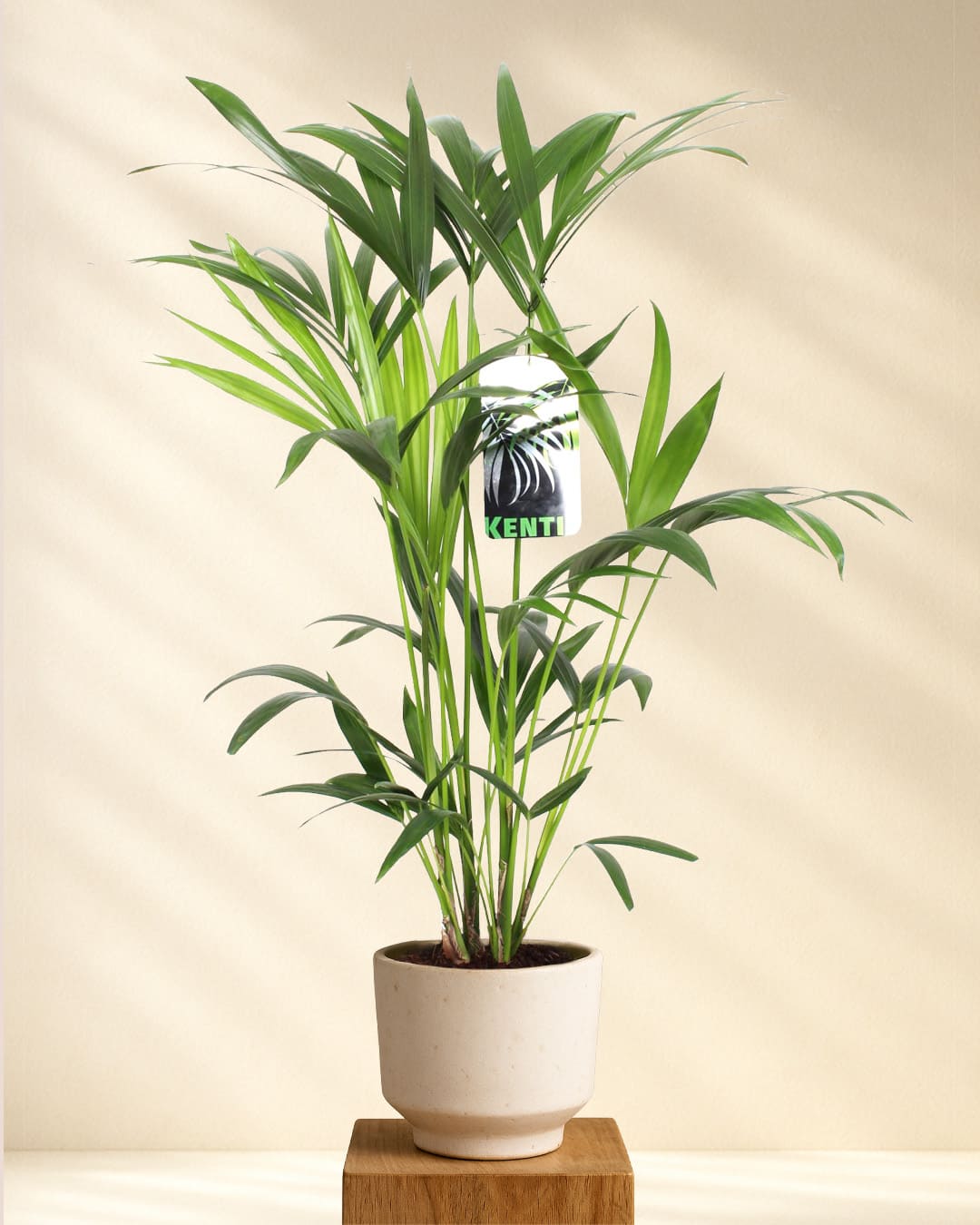 Produktbild Kentia Palme