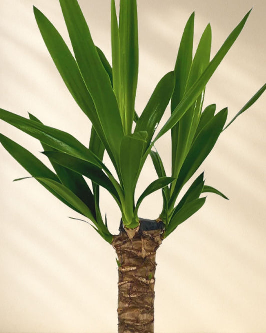 Kleine Yucca Closeup Blätter