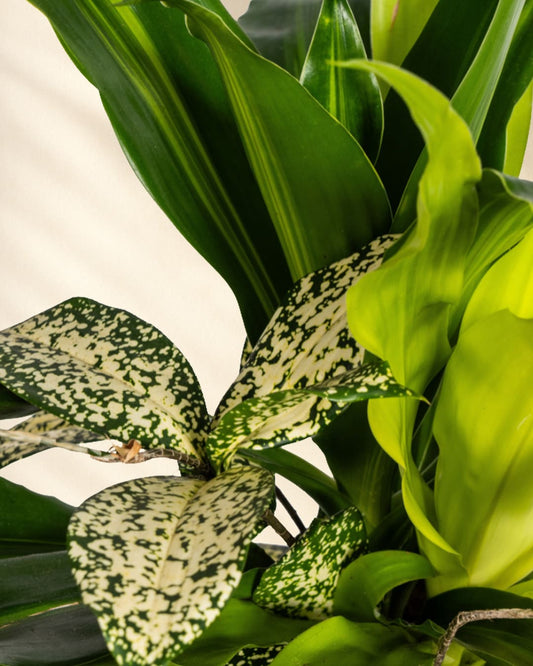 Mixed Combo Closeup Blätter 2