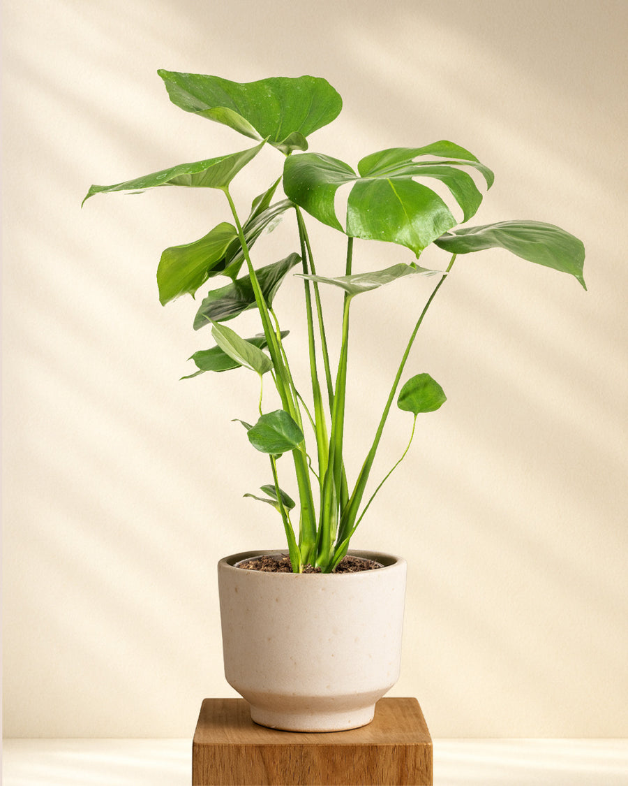 Monstera Deliciosa