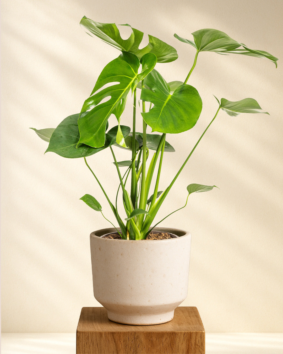 Produktfoto Monstera Deliciosa Tauerii 70-90cm