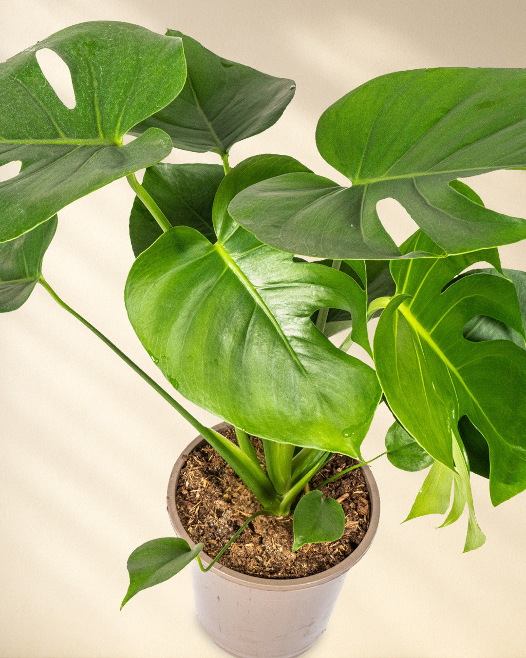 Monstera Deliciosa Tauerii Closeup von schräg oben