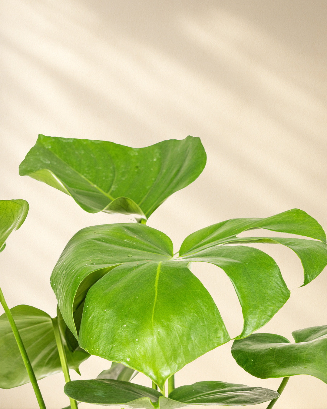 Monstera Deliciosa Tauerii Closeup Blätter
