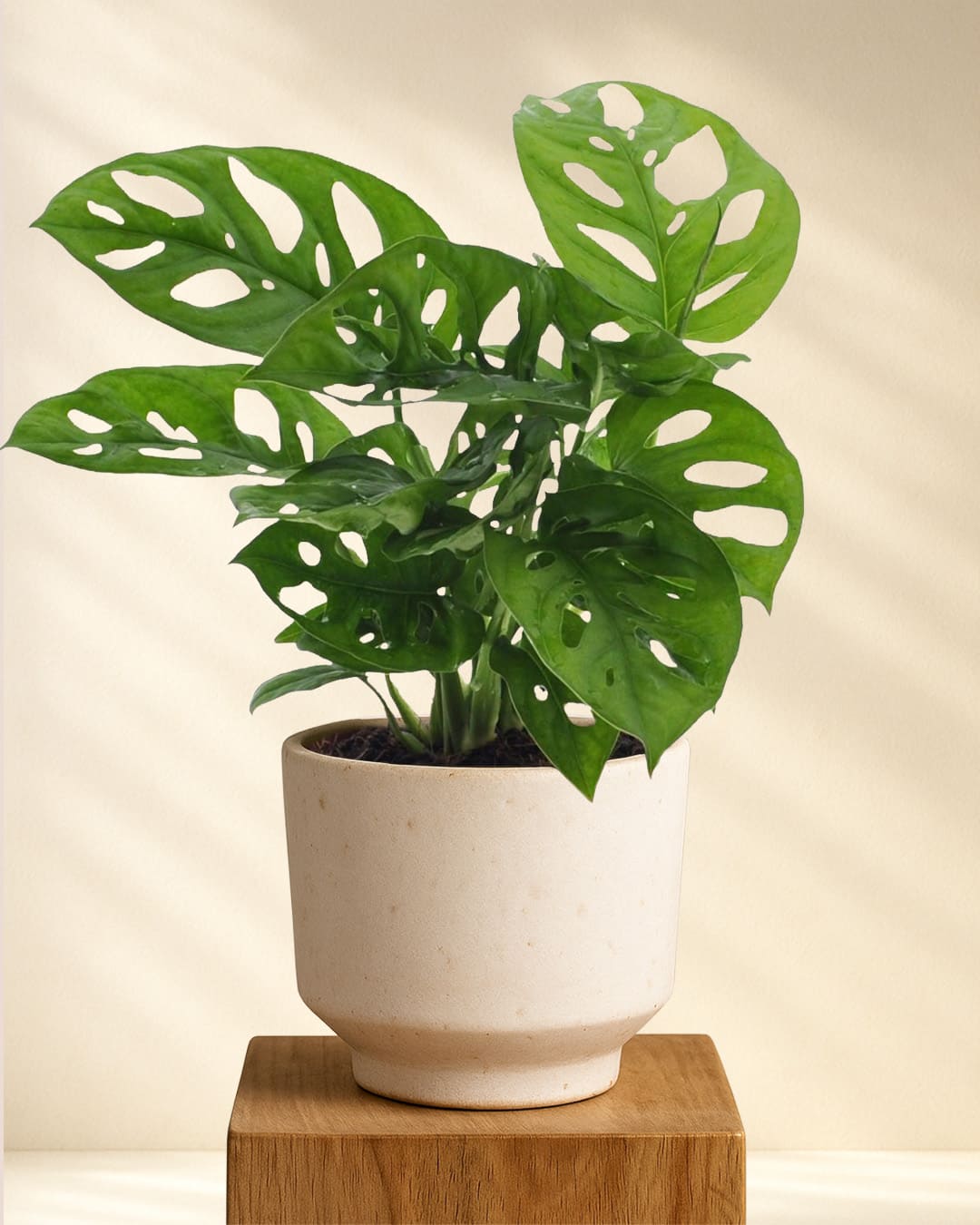 monstera kaufen online Monstera Monkey Leaf online kaufen – MyZimmerpflanze.de