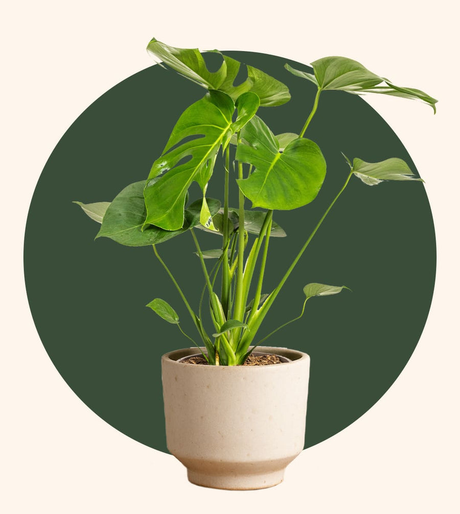 Monstera auf grünem Kreis