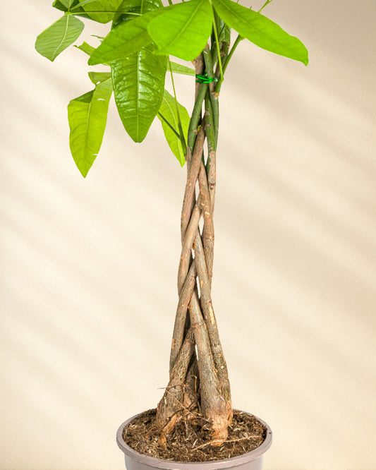 Pachira Aquatica Closeup Stamm