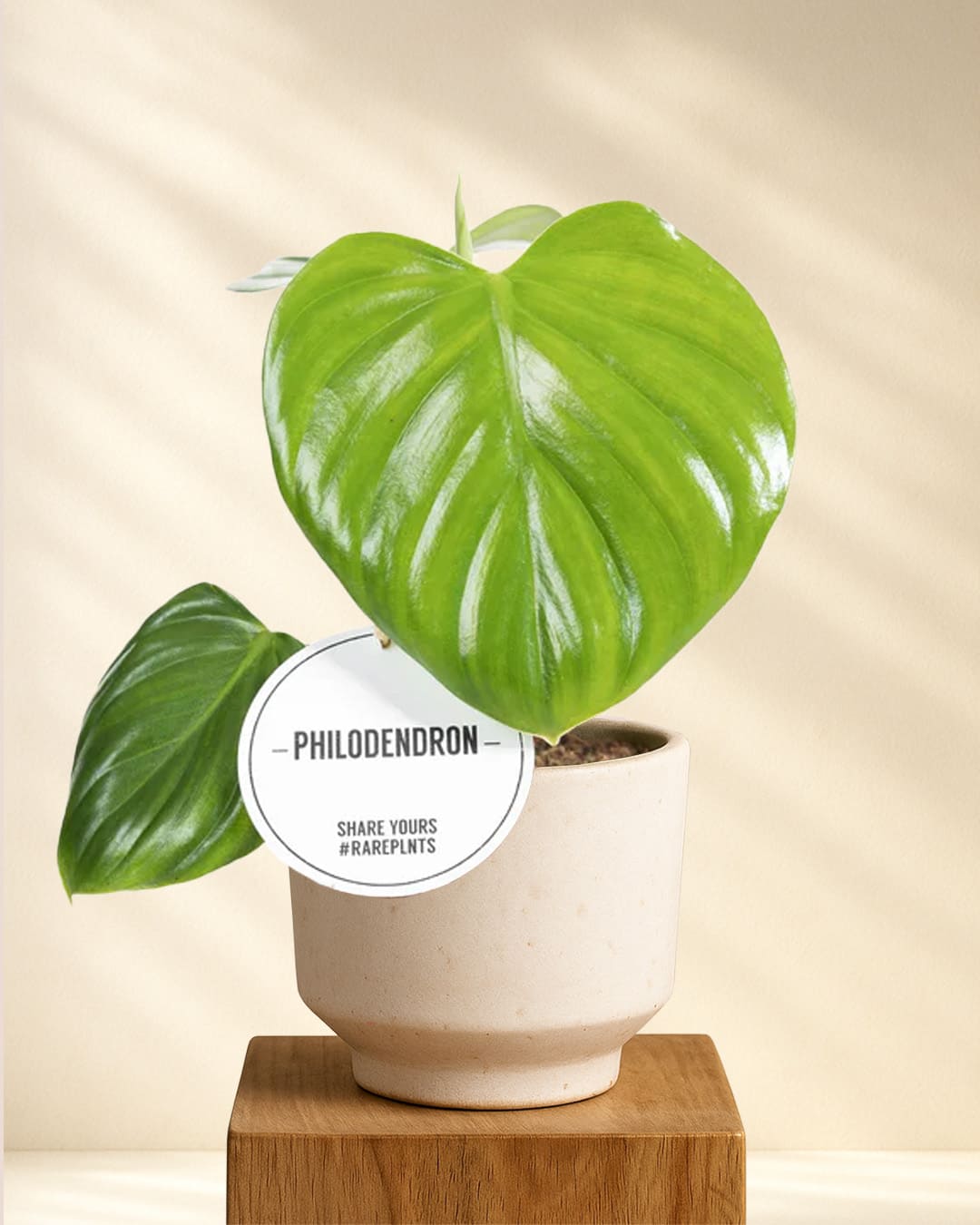 philodendron kaufen Philodendron Pittieri kaufen – seltene tropische Zimmerpflanze – MyZimmerpflanze.de