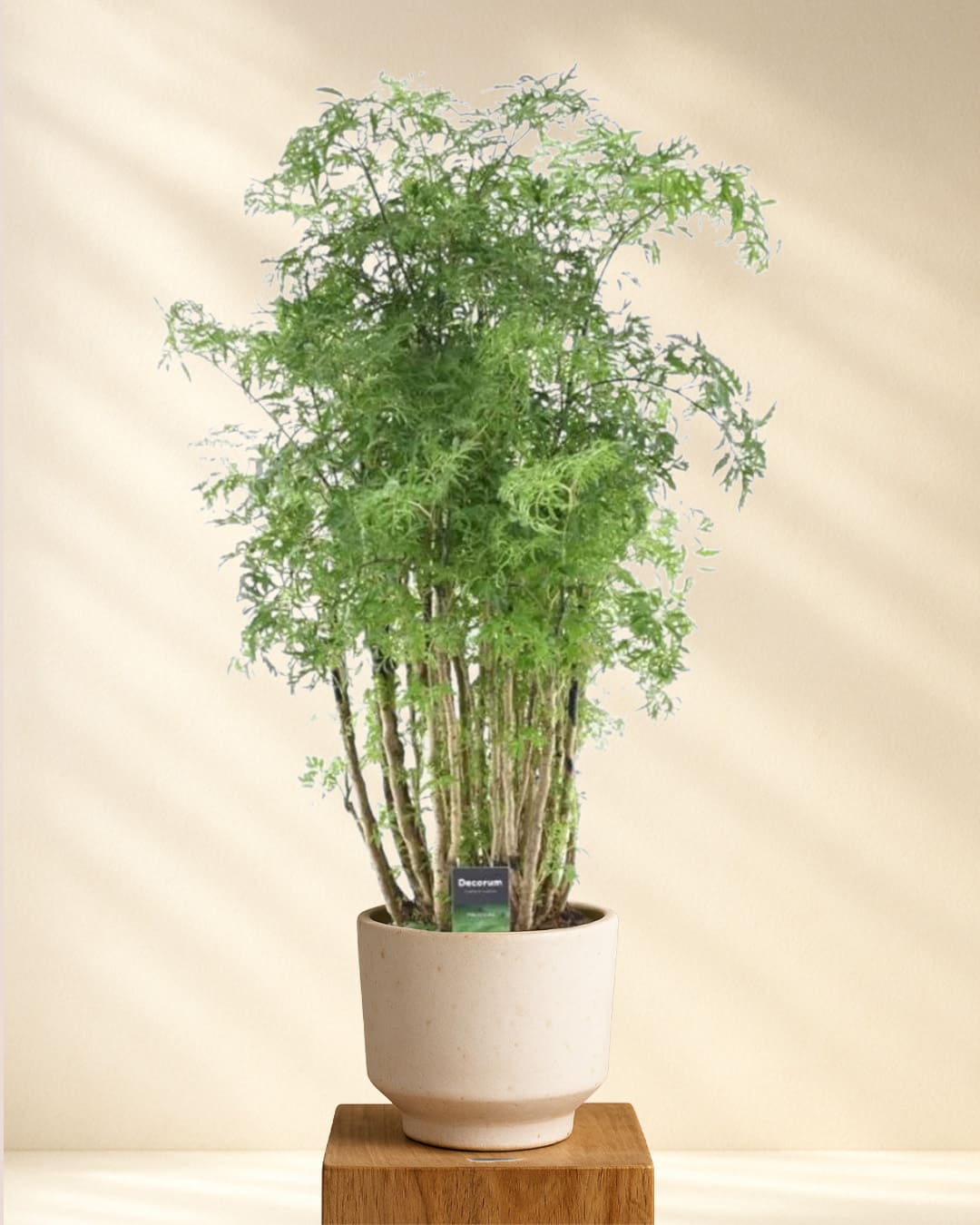 Polyscias Hawaiiana Ming kaufen – 90cm – MyZimmerpflanze.de