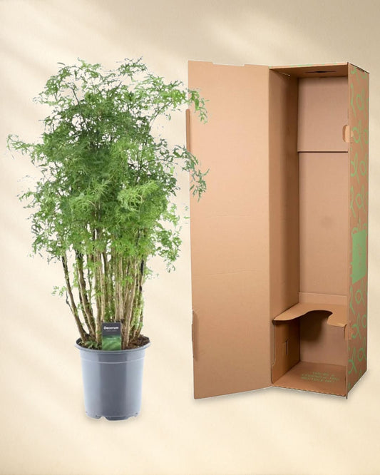 Produktbild Polyscias Hawaiiana Ming mit Verpackung