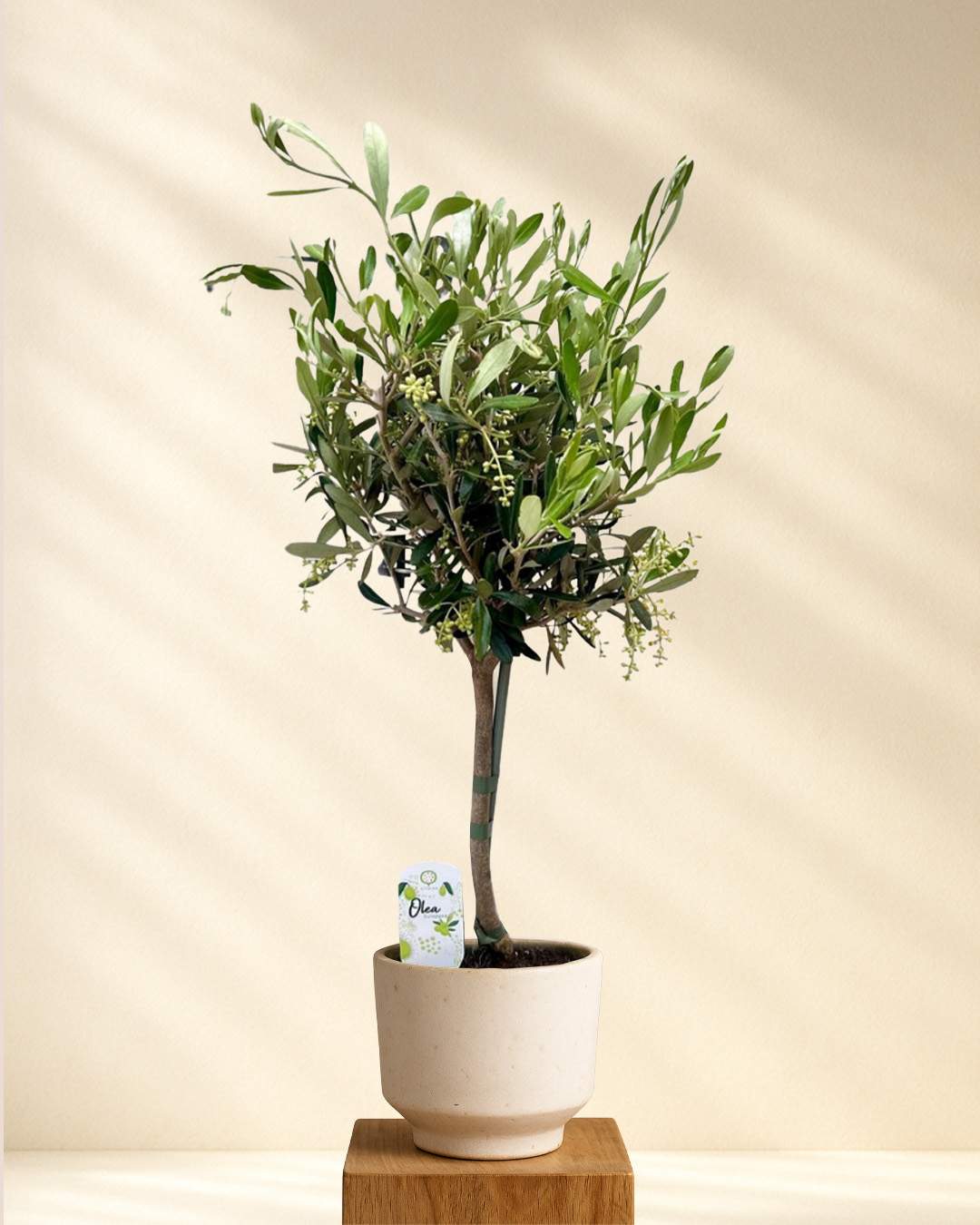 Produktfoto Olivenbaum (Olea europaea)