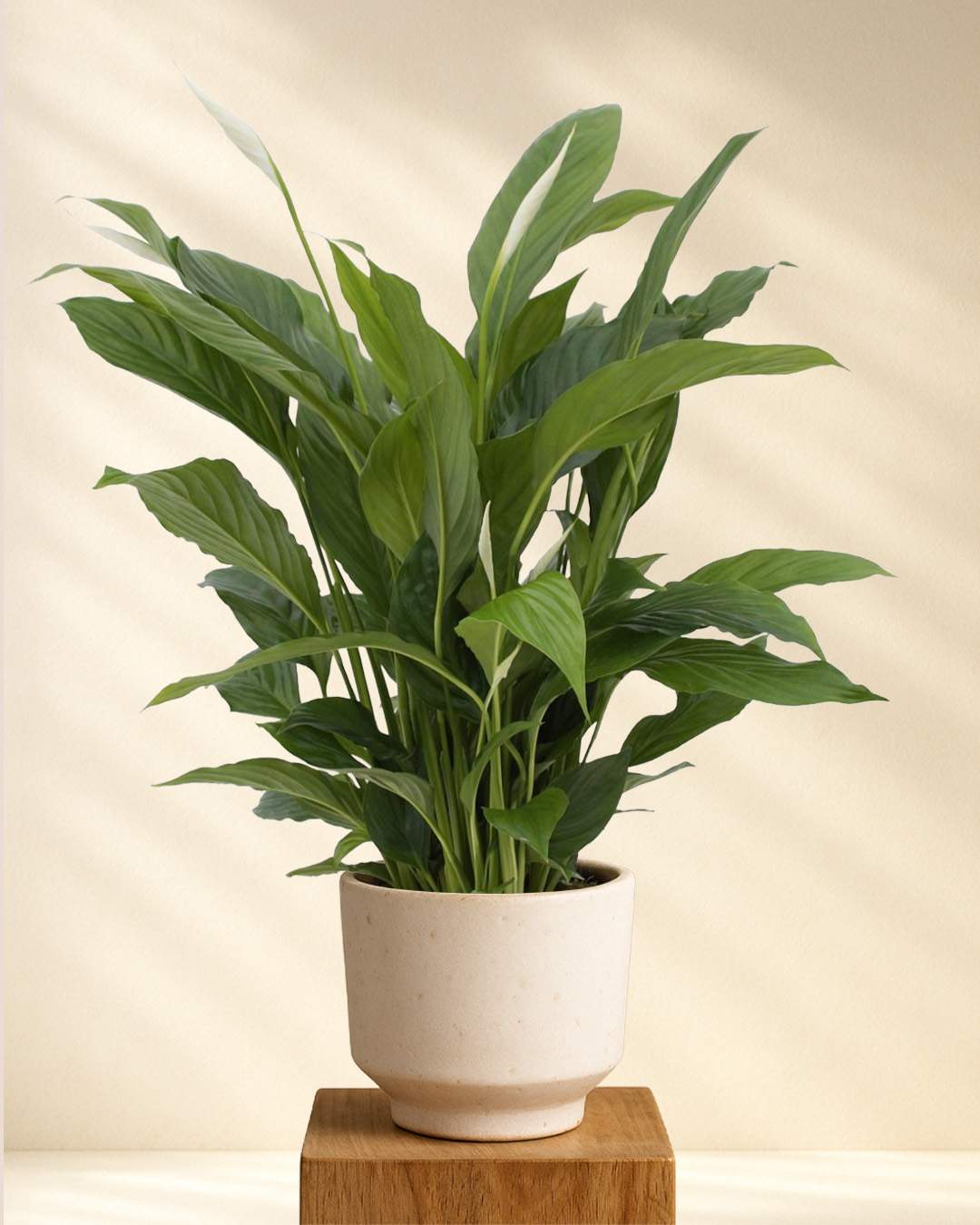 Spathiphyllum Torelli (Friedenslilie)