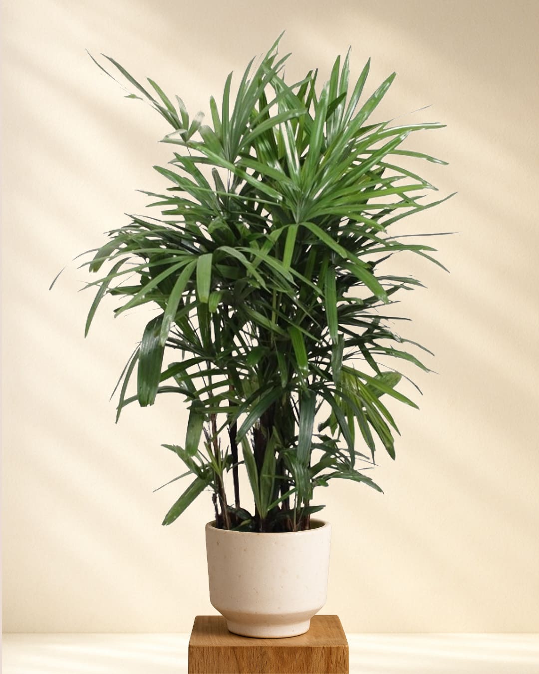 palme zimmerpflanze kaufen Rhapis Excelsa (Lady-Palme) online kaufen – MyZimmerpflanze.de