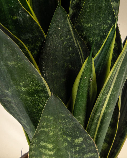 Sansevieria Trifasciata Futura Black Closeup Bätter