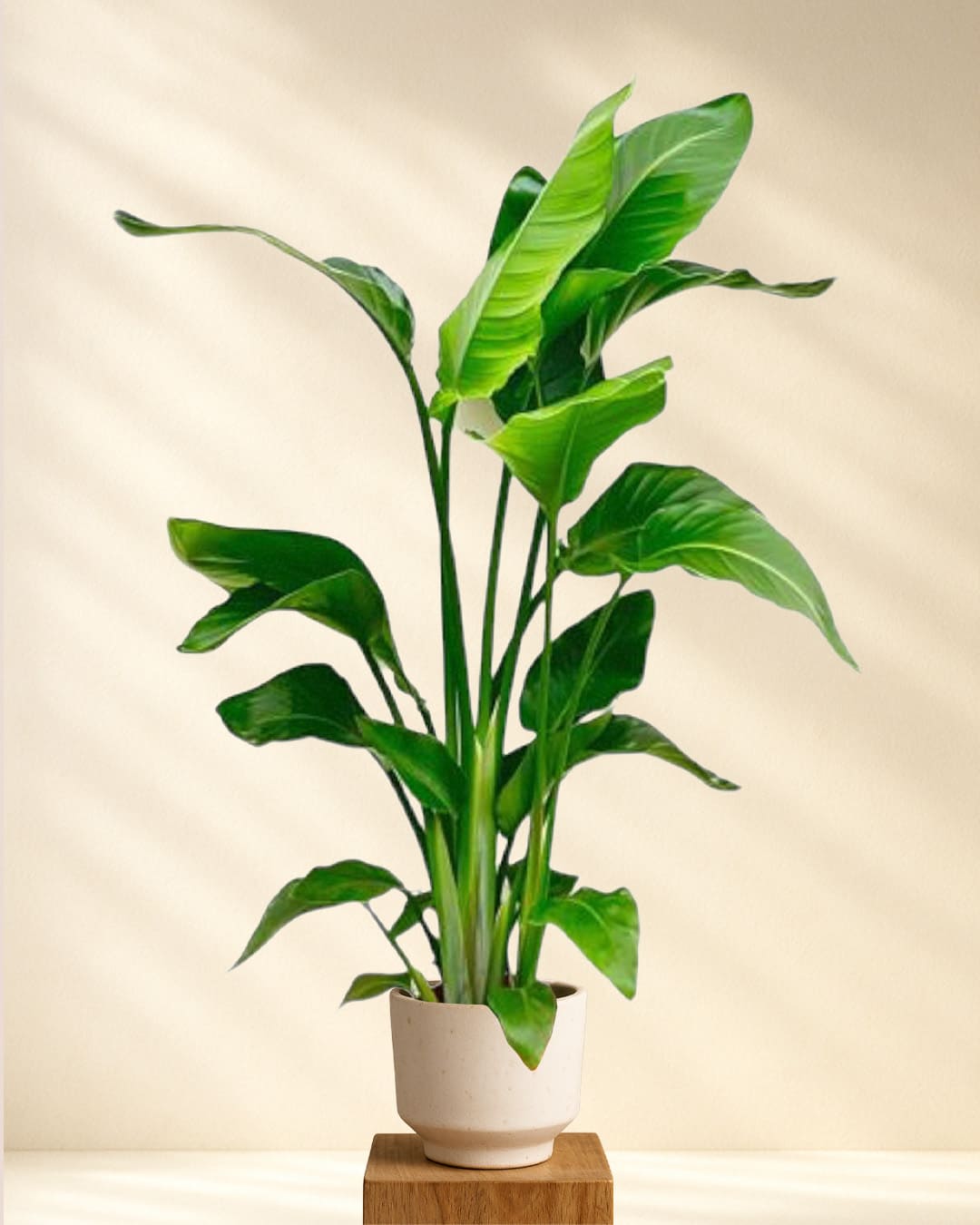 strelitzia licht Strelitzia Nicolai online kaufen