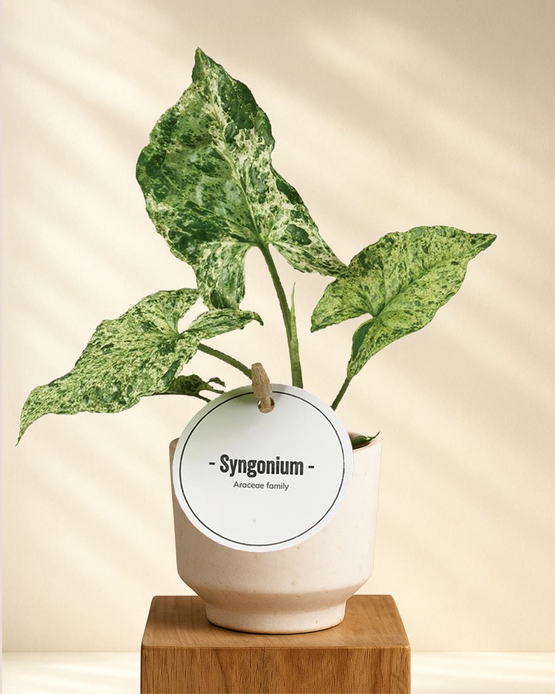 Syngonium Mottled