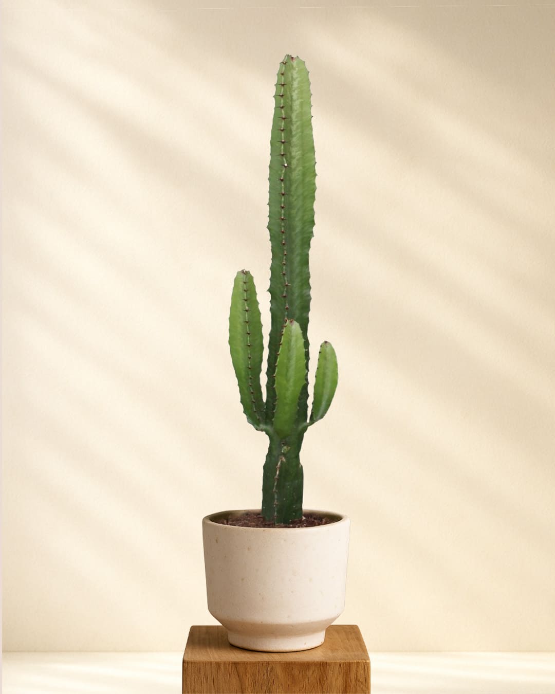 Wolfsmilch Kaktus (Euphorbia Acrurensis) online kaufen – MyZimmerpflanze.de