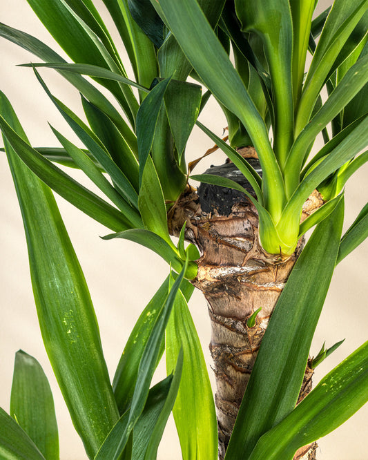 Yucca Elephantipes Closeup Stamm 2