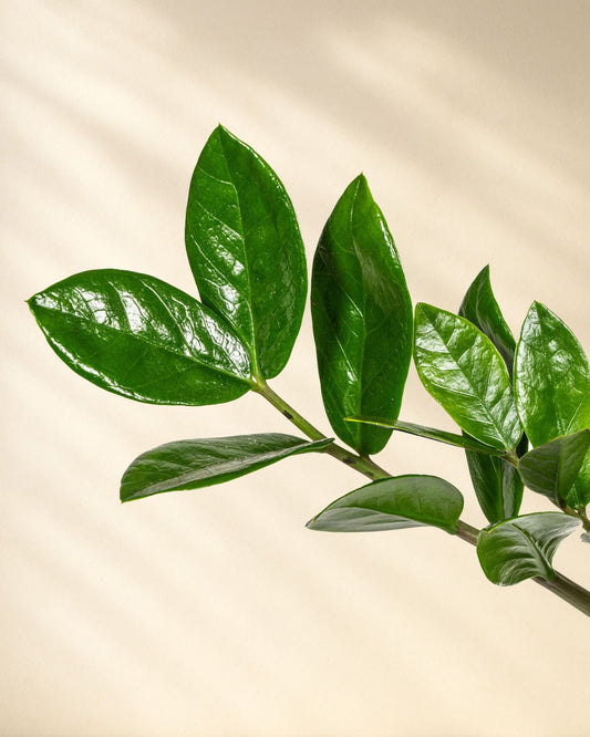 Zamioculcas Zamiifolia Closeup Blätter 2