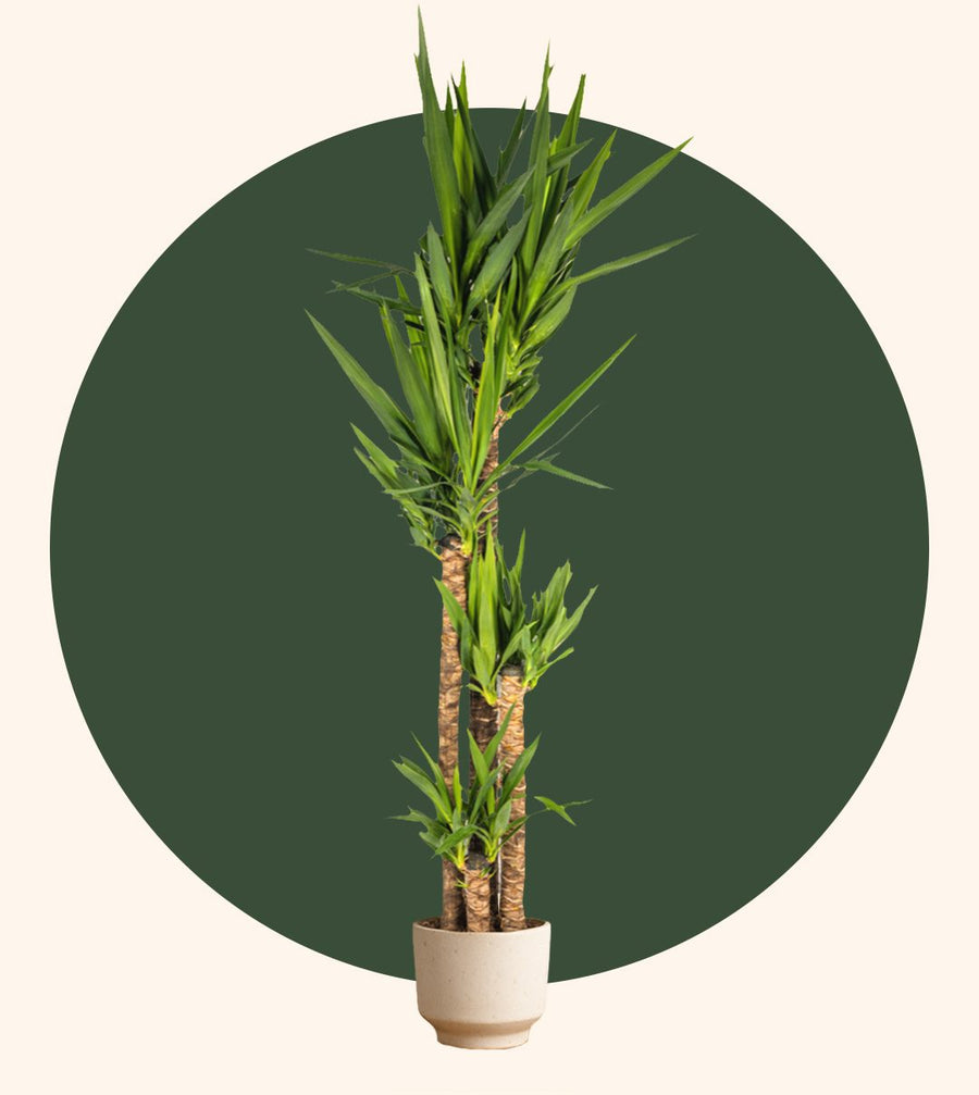 Große Yucca Palme mit drei Stämmen im hellen Topf