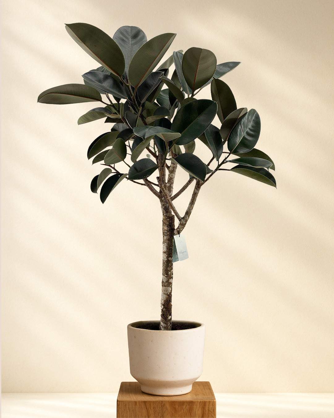 Ficus Elastica Burgundy kaufen