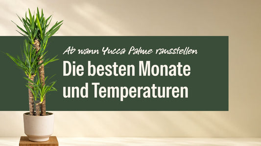 Ab wann Yucca Palme rausstellen. Der ideale Zeitpunkt für Balkon und Terrasse