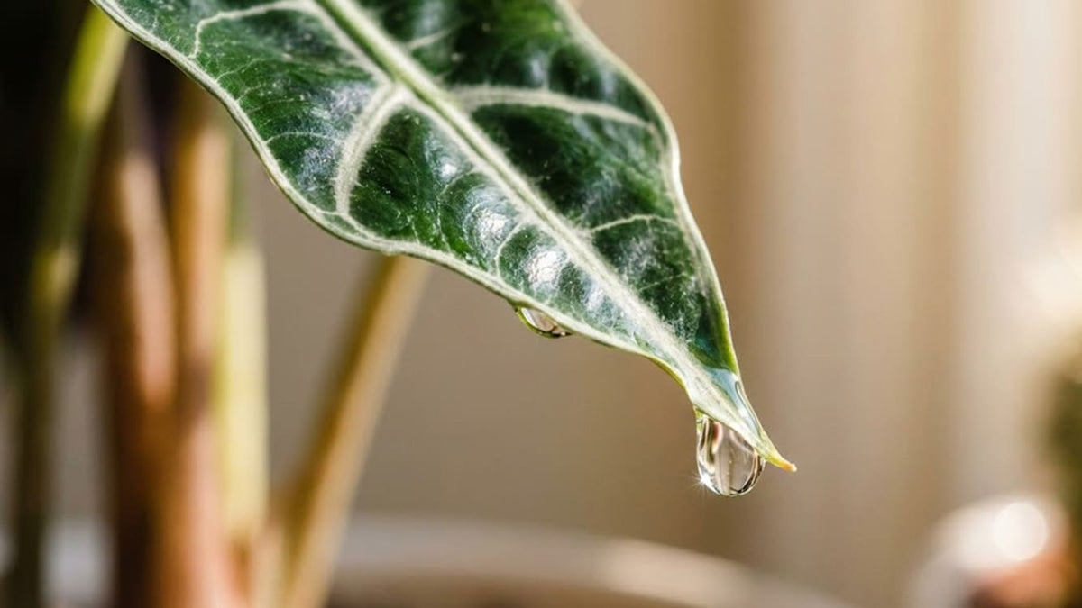 Hilfe meine Alocasia tropft! Warum deine Pflanze weint und was du tun kannst