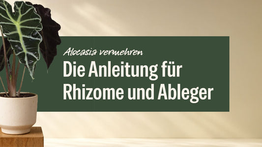 Alocasia vermehren: Die einfache Anleitung für Rhizome und Ableger