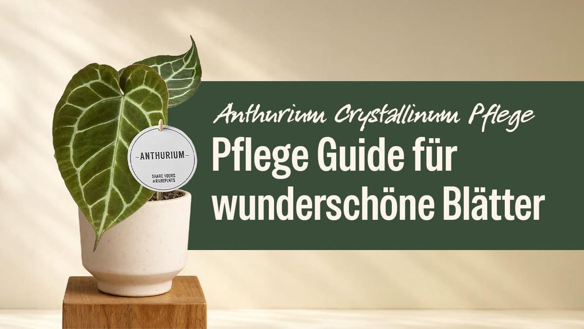 Anthurium Crystallinum Pflege: So bleibt dein Samtblatt gesund und kraftvoll