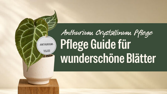 Anthurium Crystallinum Pflege: So bleibt dein Samtblatt gesund und kraftvoll