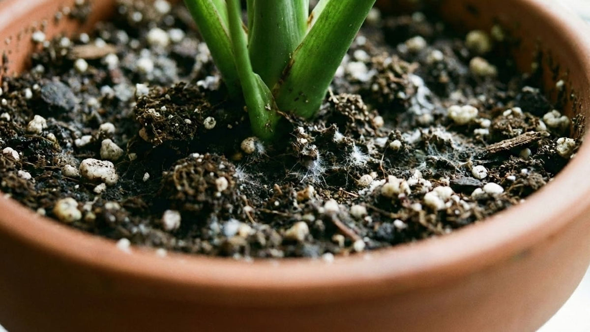 KI-Bild: Weißer Schimmel auf der Blumenerde im Tontopf