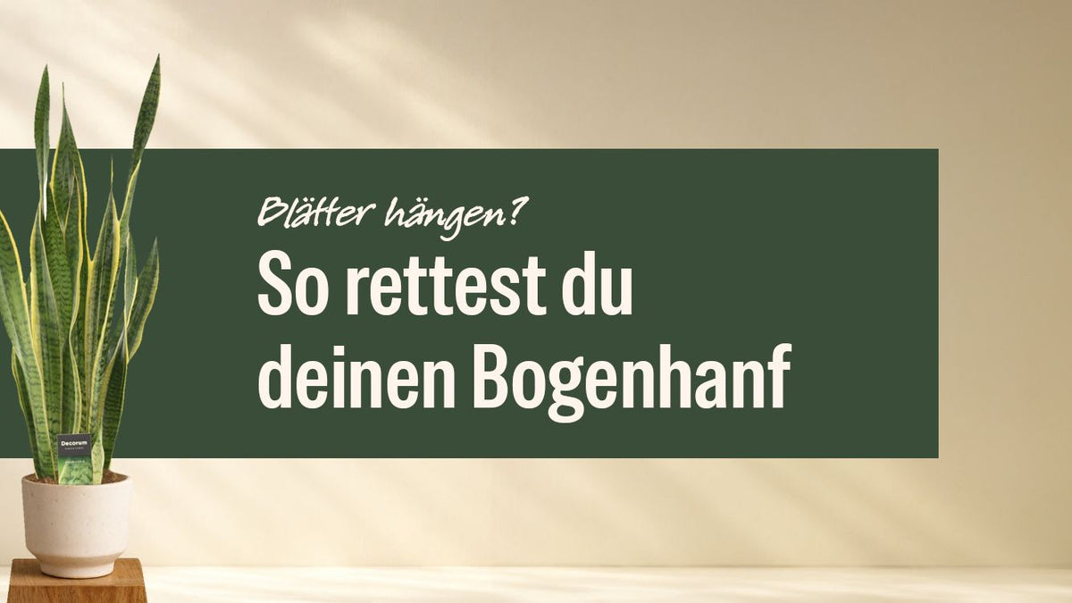 Bogenhanf im hellen Topf neben dem Schriftzug Bogenhanf Blätter hängen