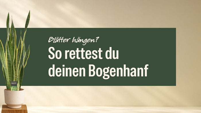 Bogenhanf im hellen Topf neben dem Schriftzug Bogenhanf Blätter hängen