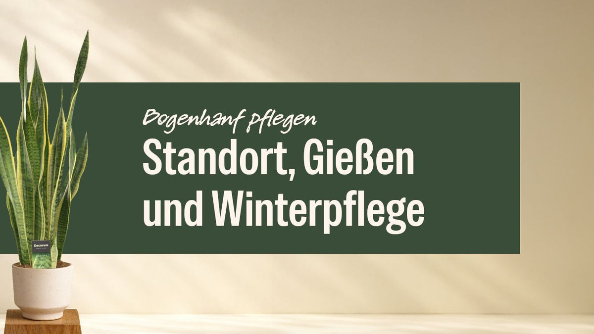 Bogenhanf im hellen Topf neben dem Schriftzug Bogenhanf pflegen