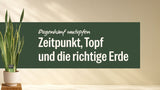 Bogenhanf im hellen Topf neben dem Schriftzug Bogenhanf umtopfen