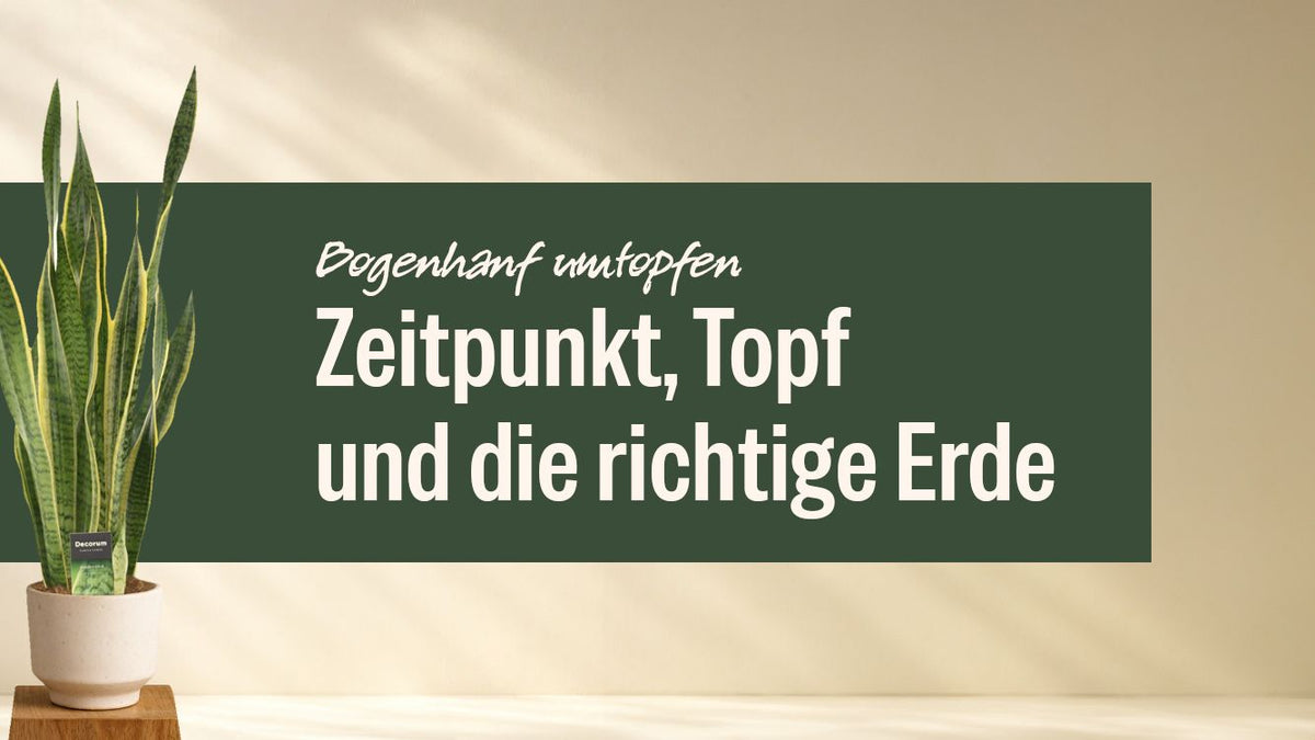 Bogenhanf im hellen Topf neben dem Schriftzug Bogenhanf umtopfen