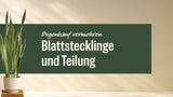 Bogenhanf im hellen Topf neben dem Schriftzug Bogenhanf vermehren
