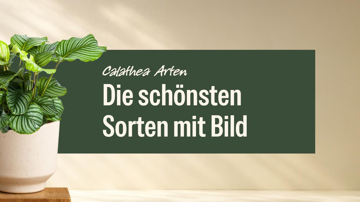 Calathea Orbifolia mit gestreiften runden Blättern im hellen Topf