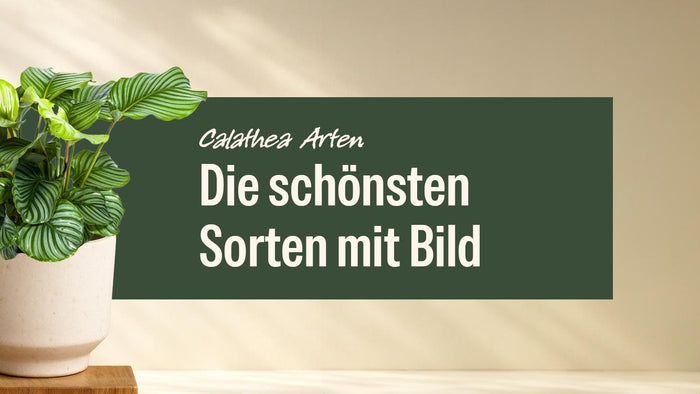 Calathea Orbifolia mit gestreiften runden Blättern im hellen Topf