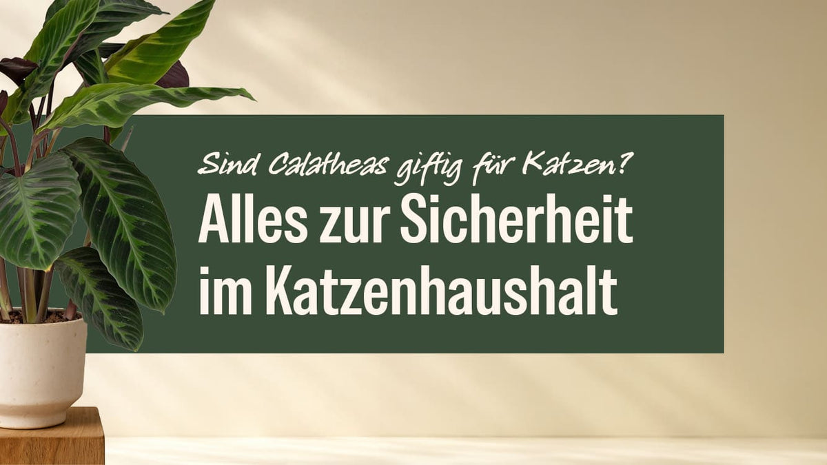 Calathea im Topf neben dem Titel Sind Calatheas giftig für Katzen