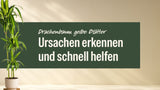 Drachenbaum Hawaiian Sunshine im hellen Topf neben dem Schriftzug Drachenbaum gelbe Blätter