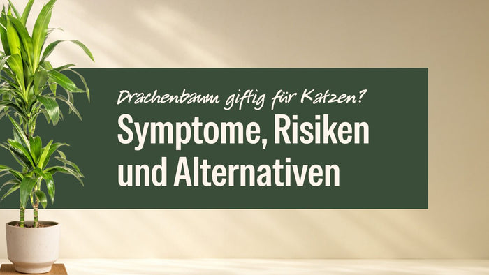 Drachenbaum Lisa im hellen Topf neben dem Schriftzug Drachenbaum giftig für Katzen
